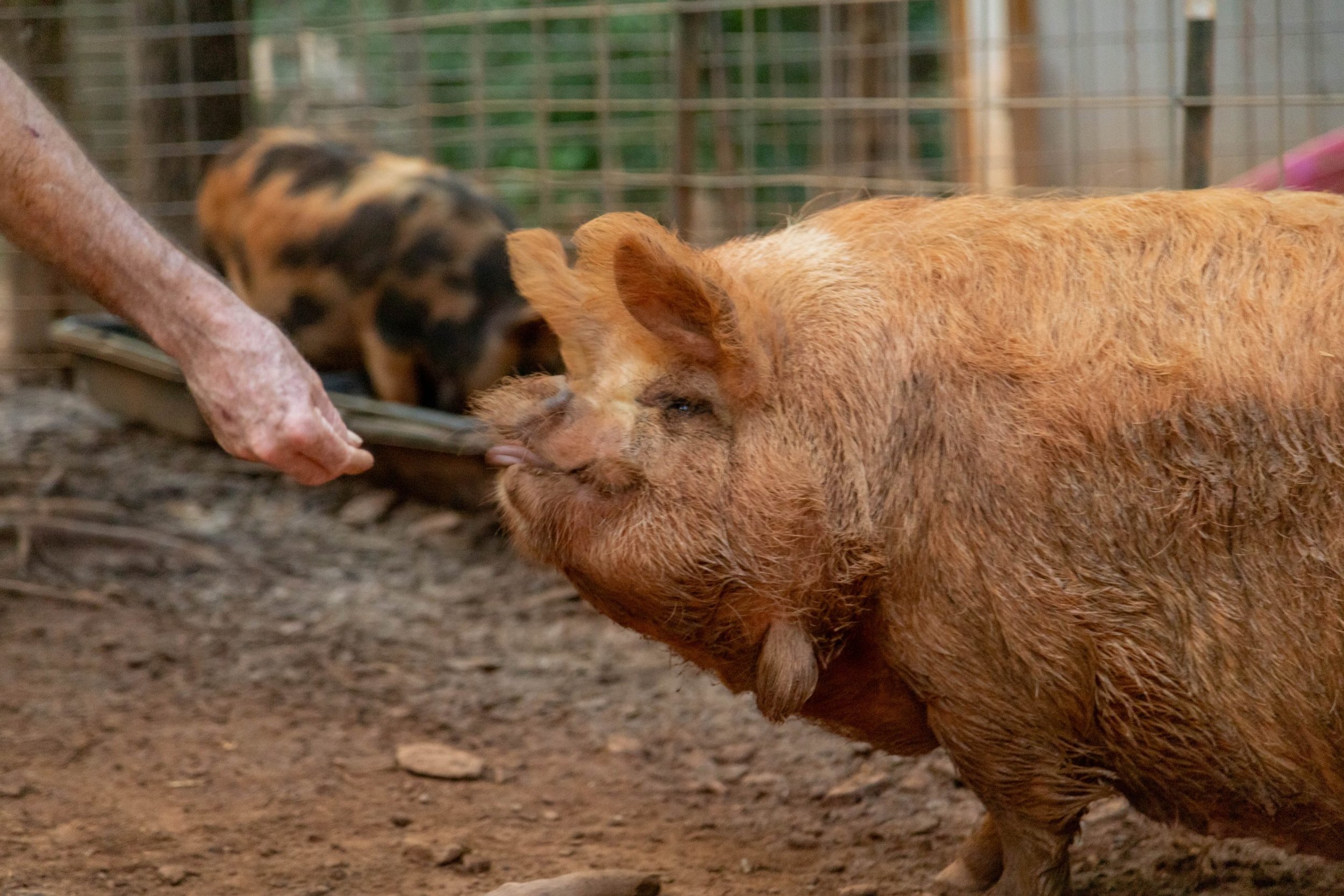 Close-up of a farmer feeding an orange pig in a pen, with another pig in the background. The image captures the interaction between human and animal, highlighting the connection in farm life.