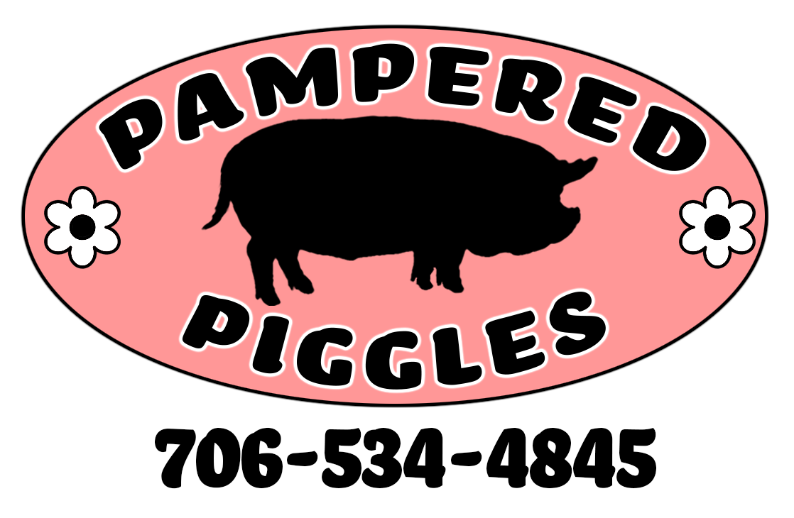 Logo for Pampered Piggles featuring a silhouette of a pig on a pink background, with the business name and contact number 706-534-4845 clearly displayed. Ideal for promoting pig care services and products.