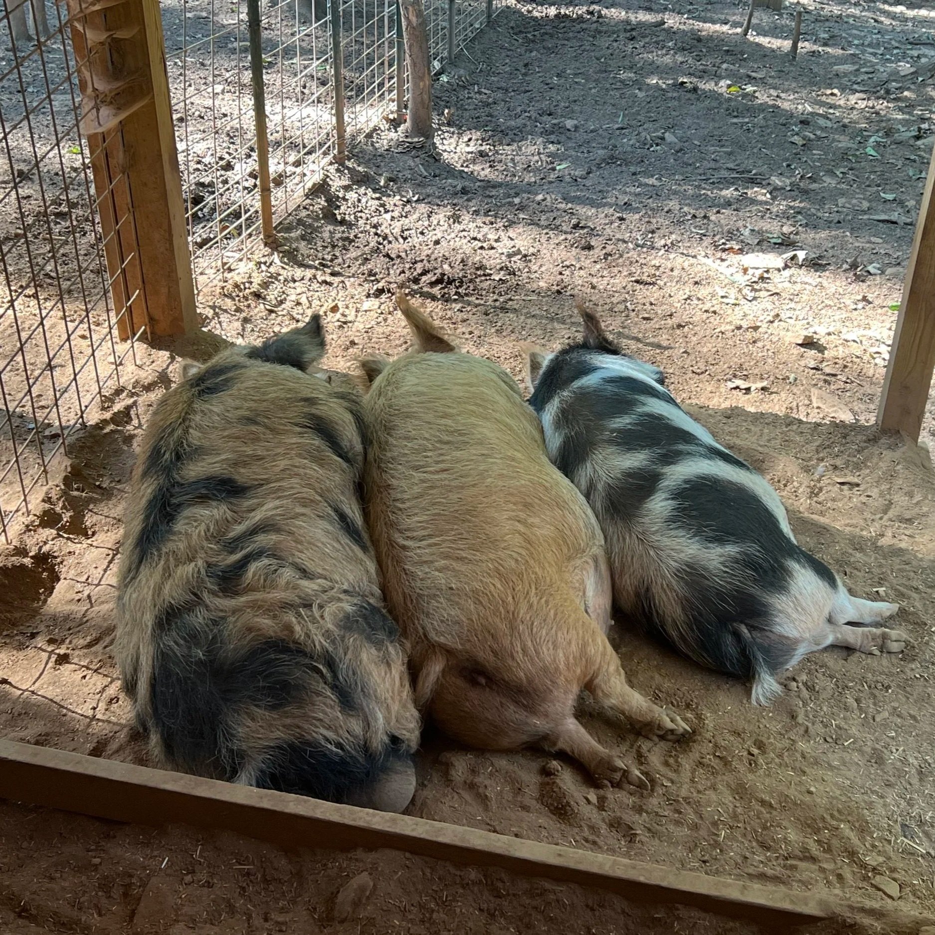 Chad+Howitz+-+IMG_3319 Three pigs resting together in a shaded area of a farm, showcasing their various colors and patterns against a dirt background.