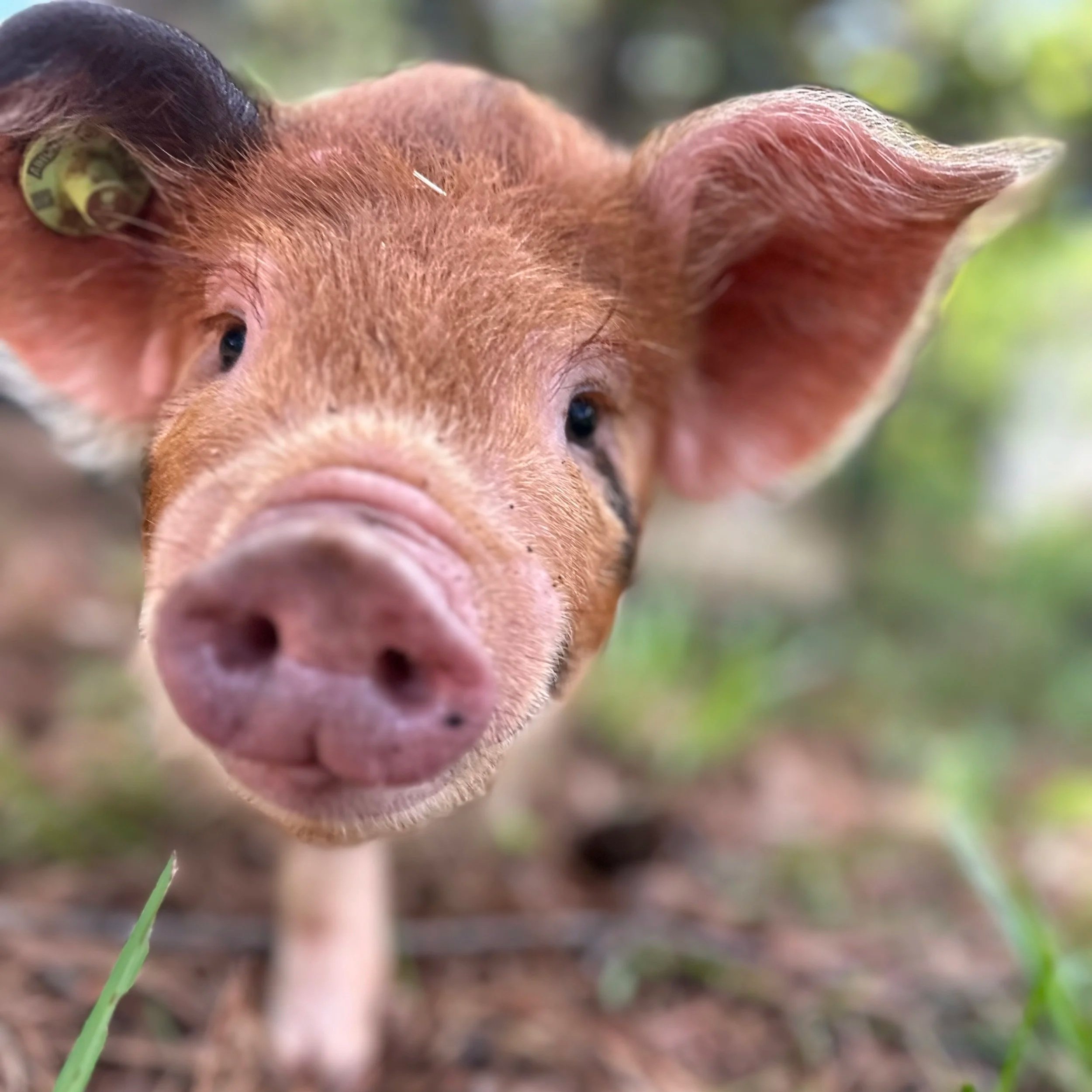 Chad+Howitz+-+IMG_5328 Close-up of a curious piglet with distinctive ear markings, set against a natural backdrop of grass and greenery, showcasing the pig's playful and inquisitive nature.