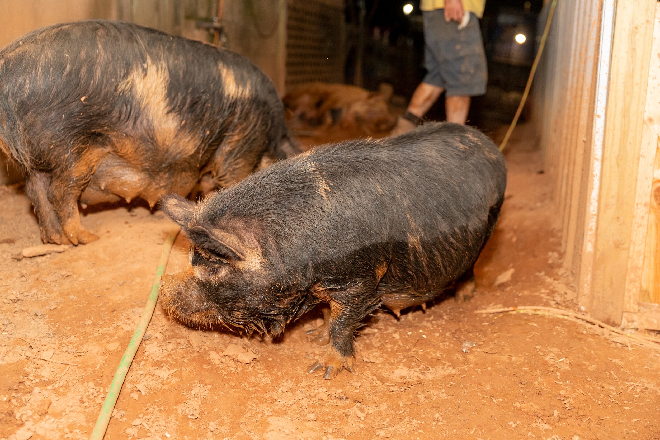 Two pigs exploring a muddy barn floor, with one pig in the foreground and another in the background. The setting is dimly lit, showcasing the earthy tones of the ground and the pigs' muddy coats.